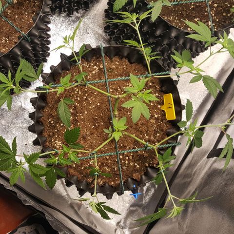 CUMBIA growlog timeline photo