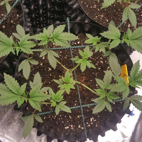 CUMBIA growlog timeline photo