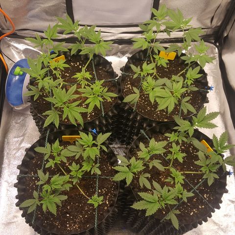 CUMBIA growlog timeline photo