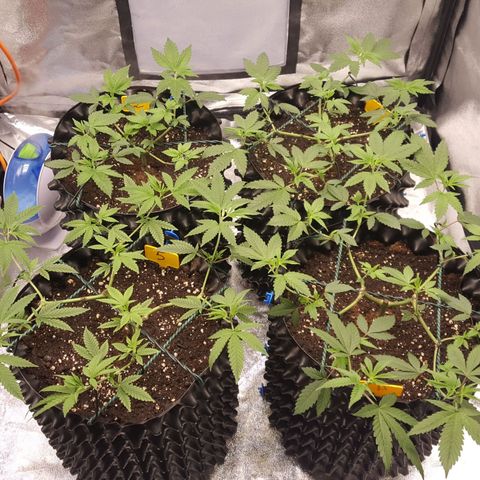 CUMBIA growlog timeline photo