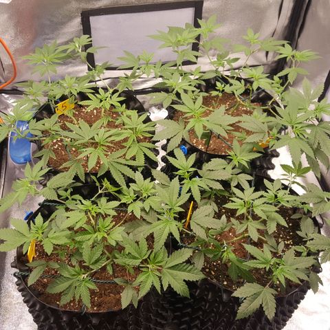 CUMBIA growlog timeline photo
