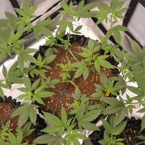 CUMBIA growlog timeline photo