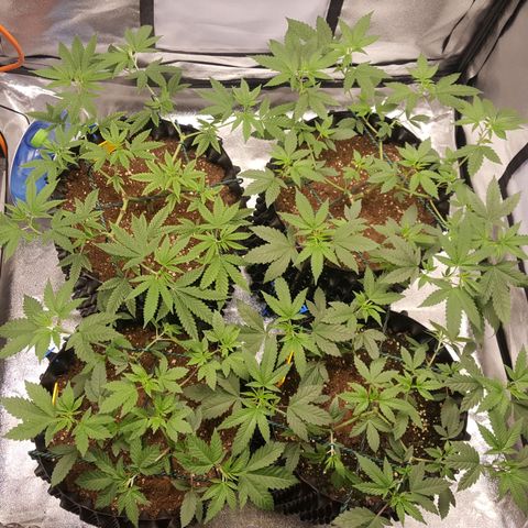 CUMBIA growlog timeline photo