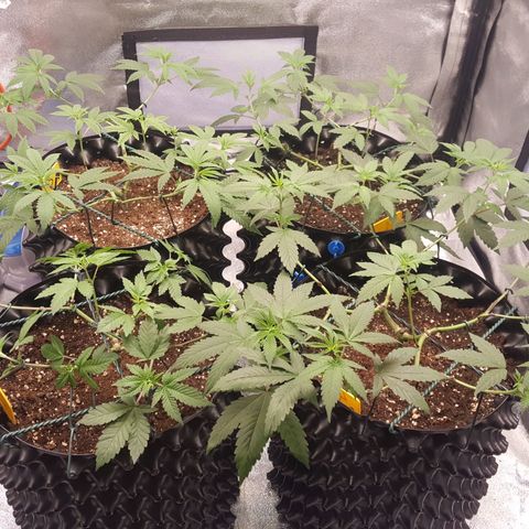 CUMBIA growlog photo: Pelada de las partes bajas de las ramas