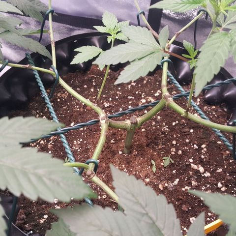 CUMBIA growlog photo: Pelada de las partes bajas de las ramas