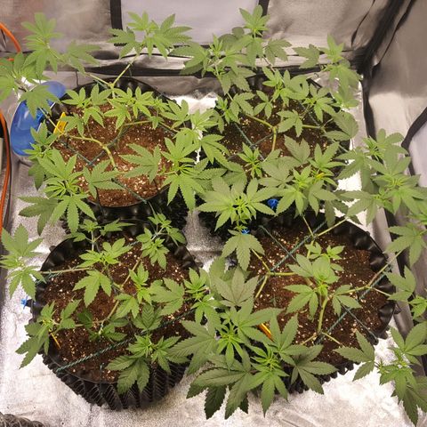 CUMBIA growlog photo: Pelada de las partes bajas de las ramas