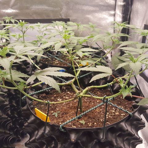 CUMBIA growlog photo: Pelada de las partes bajas de las ramas