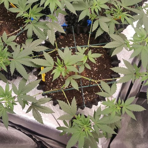 CUMBIA growlog timeline photo