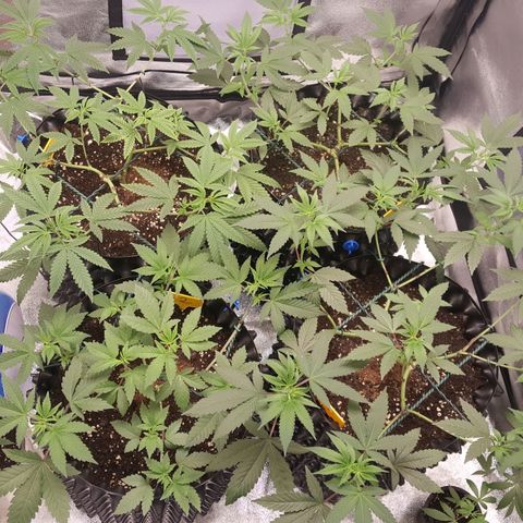 CUMBIA growlog timeline photo