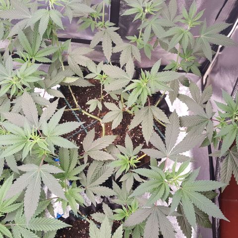 CUMBIA growlog photo: Controlamos la altura para pasar a flora