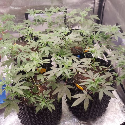 CUMBIA growlog photo: Controlamos la altura para pasar a flora