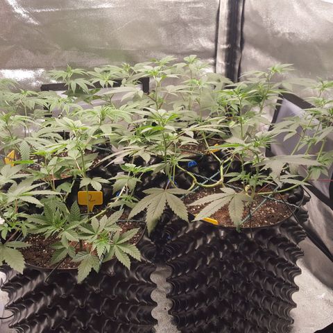 CUMBIA growlog photo: Controlamos la altura para pasar a flora