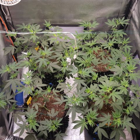 CUMBIA growlog photo: Empieza el fotoperiodo de floración.
