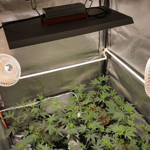 CUMBIA growlog photo: Empieza el fotoperiodo de floración.
