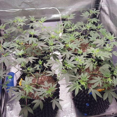 CUMBIA growlog photo: Empieza el fotoperiodo de floración.