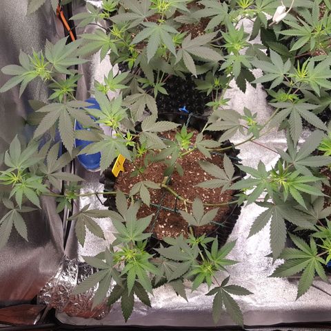 CUMBIA growlog photo: Empieza el fotoperiodo de floración.