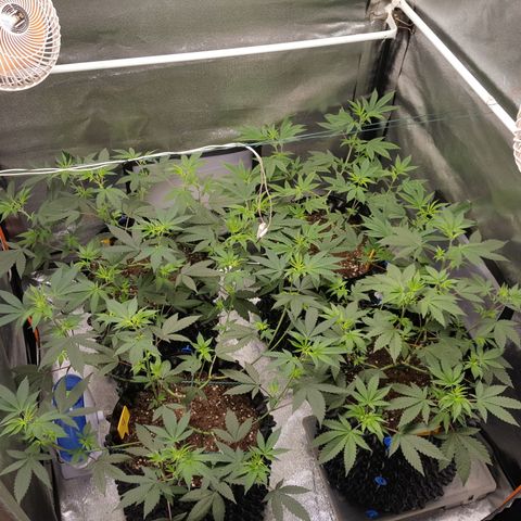 CUMBIA growlog timeline photo