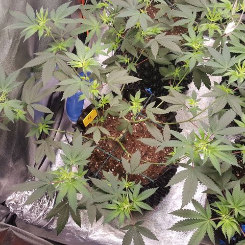 CUMBIA growlog timeline photo