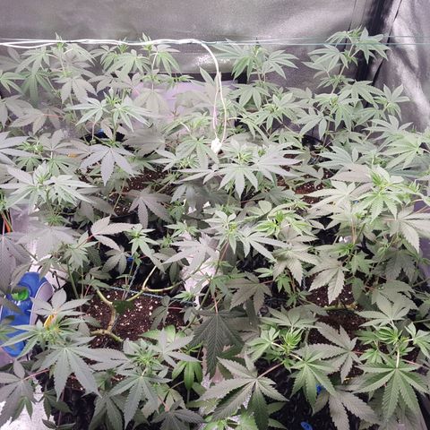 CUMBIA growlog timeline photo