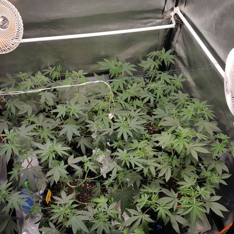 CUMBIA growlog timeline photo