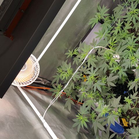 CUMBIA growlog timeline photo