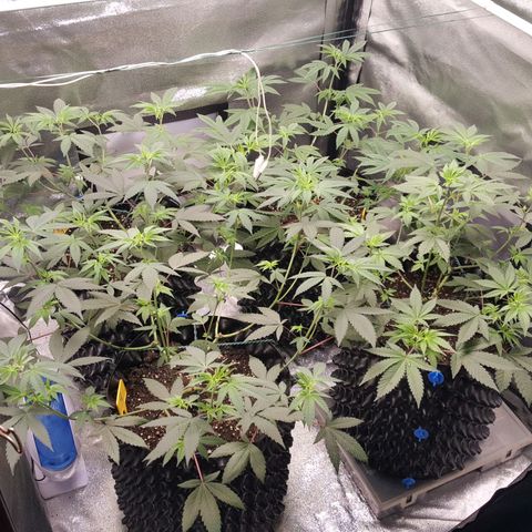 CUMBIA growlog timeline photo