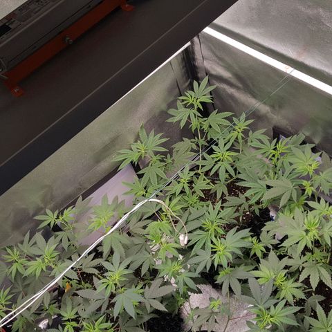 CUMBIA growlog timeline photo