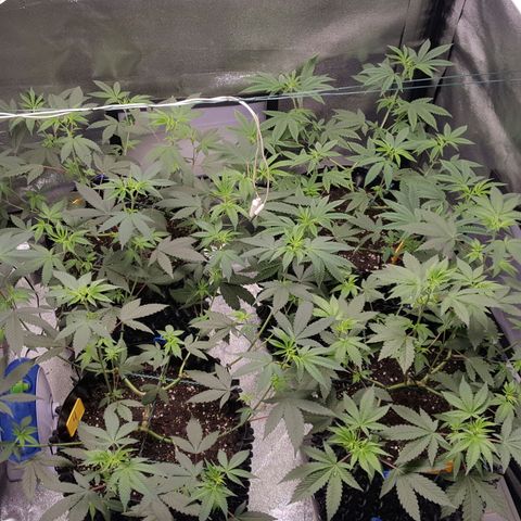 CUMBIA growlog timeline photo