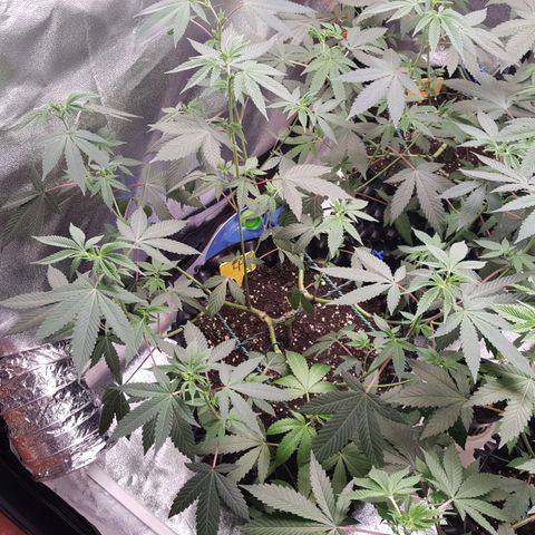 CUMBIA growlog timeline photo