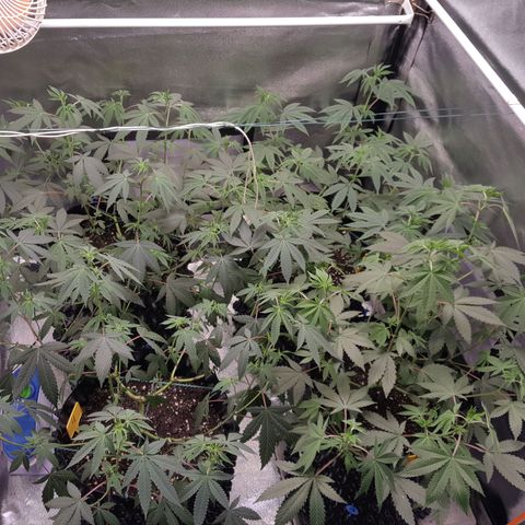 CUMBIA growlog timeline photo