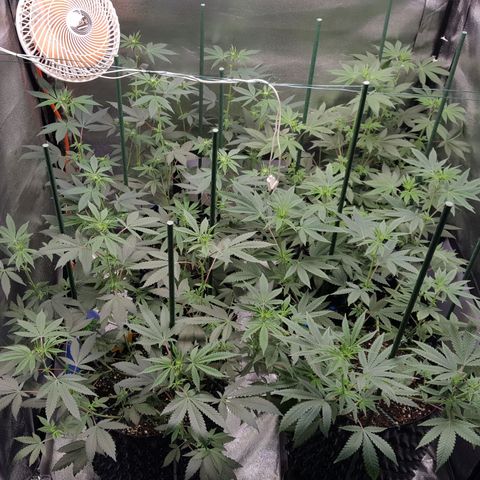CUMBIA growlog timeline photo