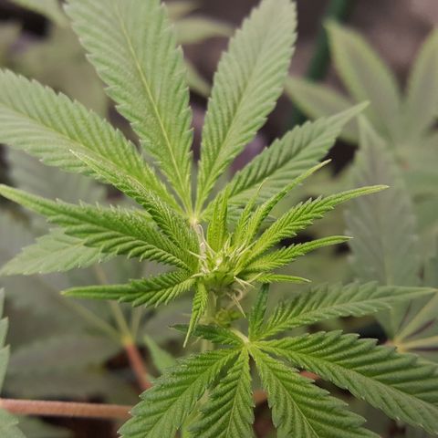 CUMBIA growlog timeline photo