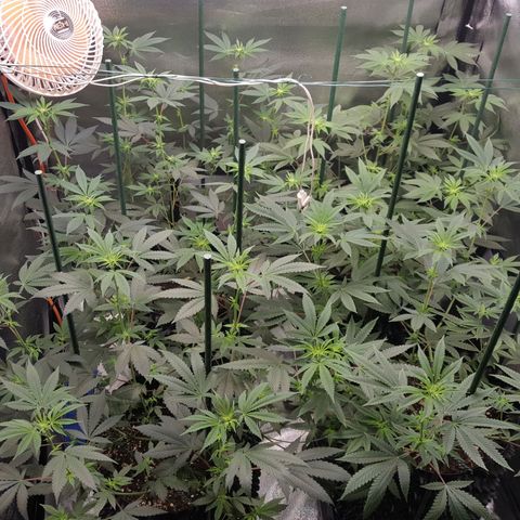 CUMBIA growlog timeline photo