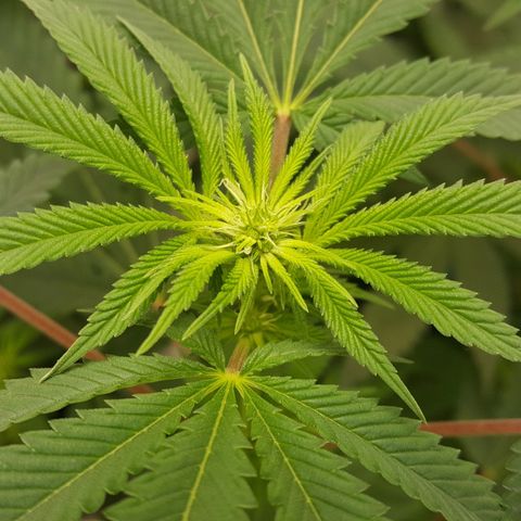 CUMBIA growlog timeline photo