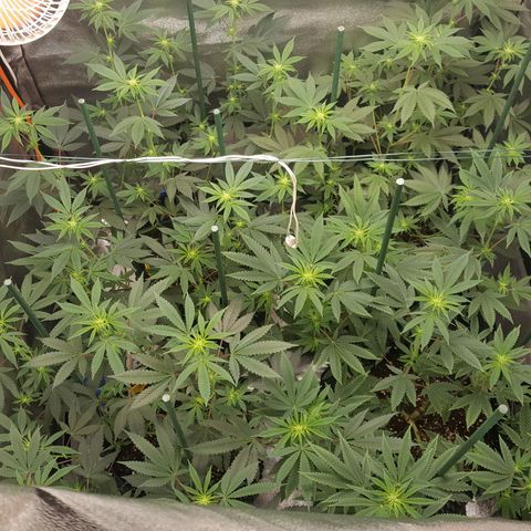 CUMBIA growlog timeline photo