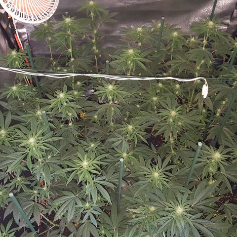 CUMBIA growlog timeline photo