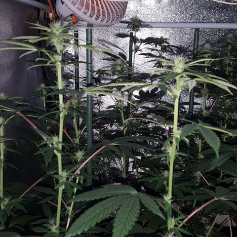 CUMBIA growlog timeline photo