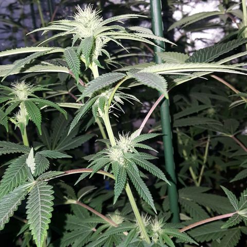 CUMBIA growlog timeline photo