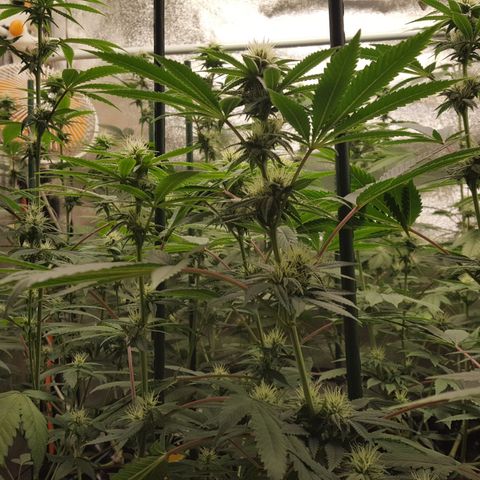 CUMBIA growlog timeline photo