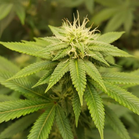 CUMBIA growlog timeline photo