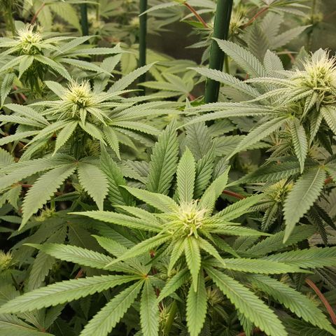 CUMBIA growlog timeline photo