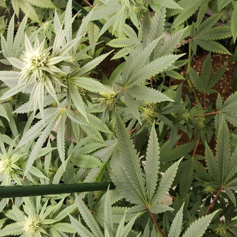 CUMBIA growlog timeline photo