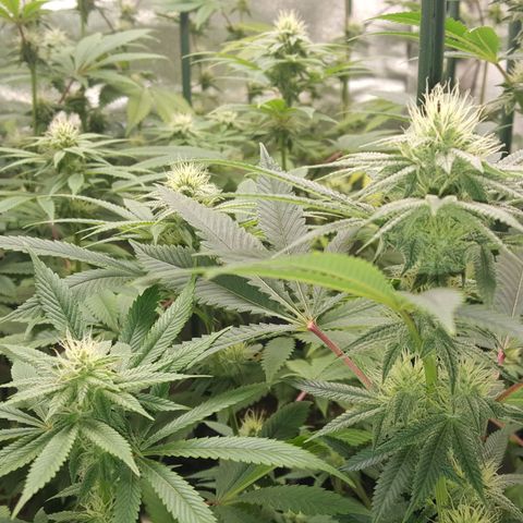 CUMBIA growlog timeline photo