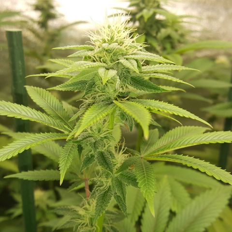 CUMBIA growlog timeline photo