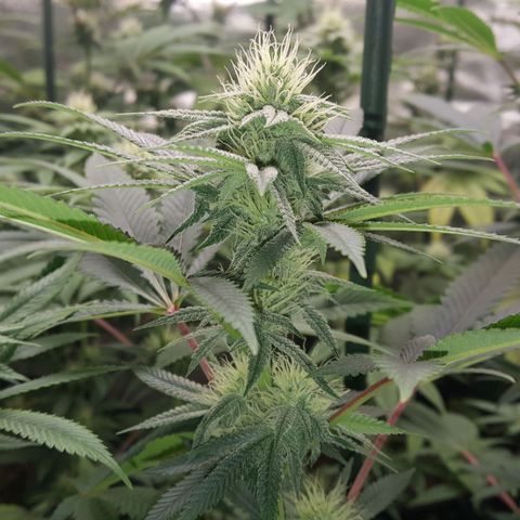 CUMBIA growlog timeline photo