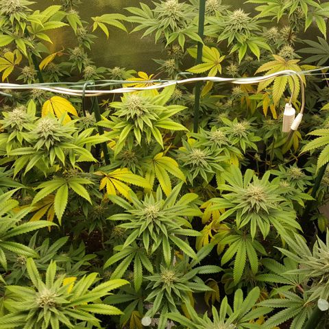 CUMBIA growlog timeline photo