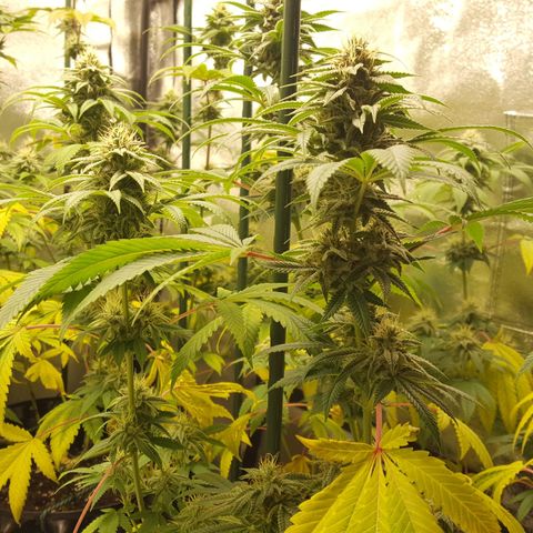 CUMBIA growlog timeline photo