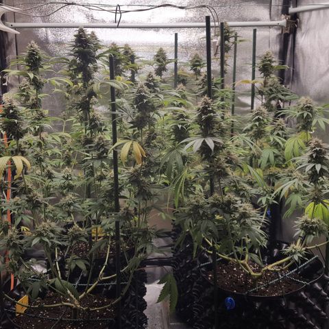 CUMBIA growlog timeline photo