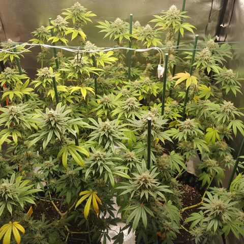 CUMBIA growlog timeline photo