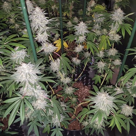 CUMBIA growlog timeline photo
